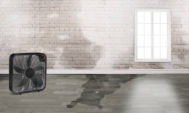Best Mold removal after water damage  in Marshfield, MO